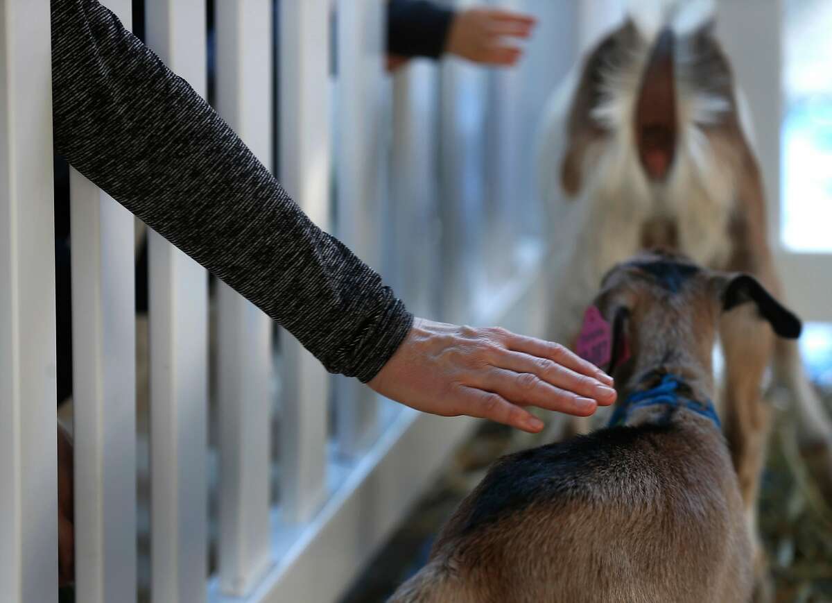Visitors reach through fence posts to pet baby goats during the 10th annual Goat Festival at the Ferry Plaza Farmers Market in San Francisco, Calif. on Saturday, April 13, 2019.