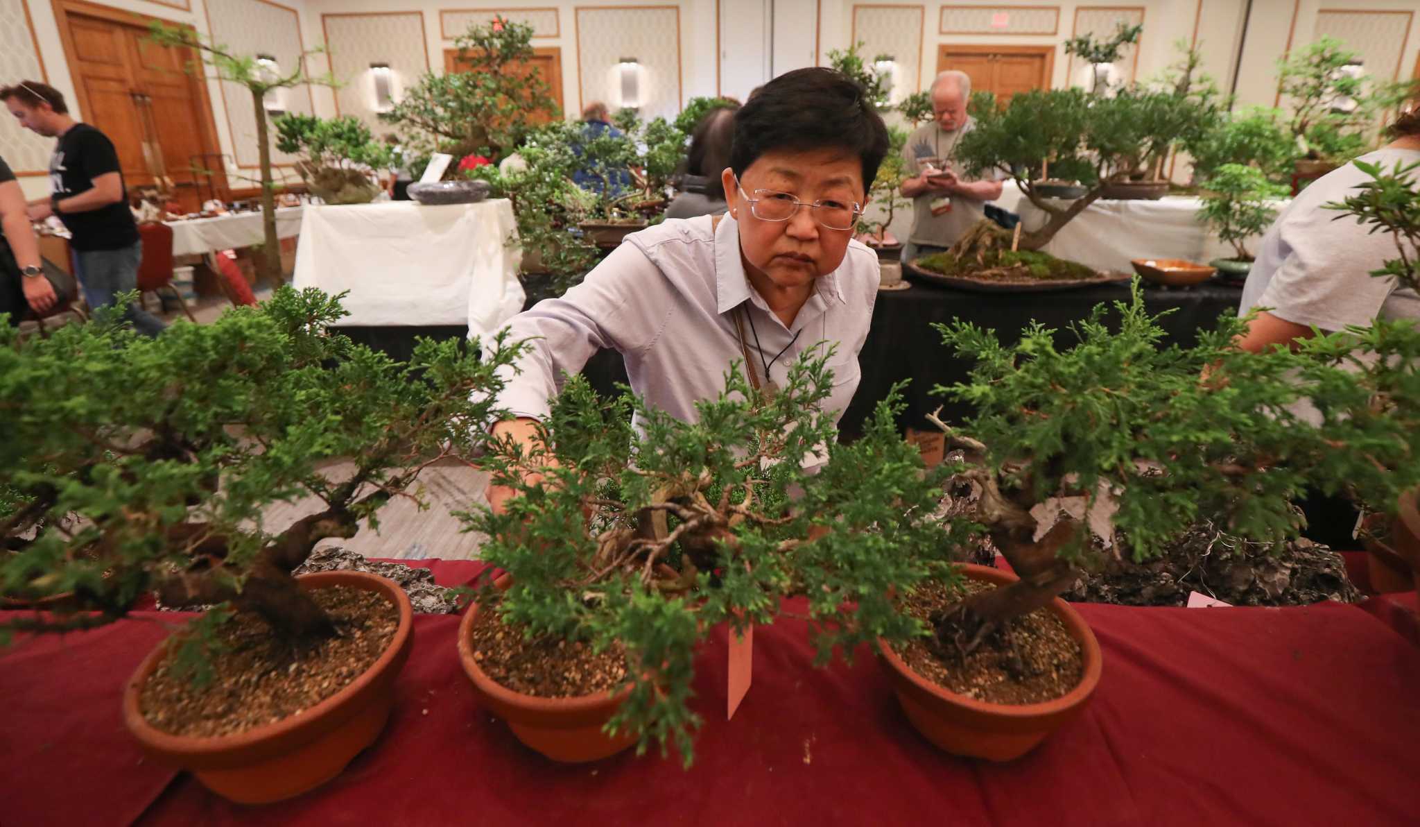 Bonsai on the Bayou lets visitors appreciate 'living art'