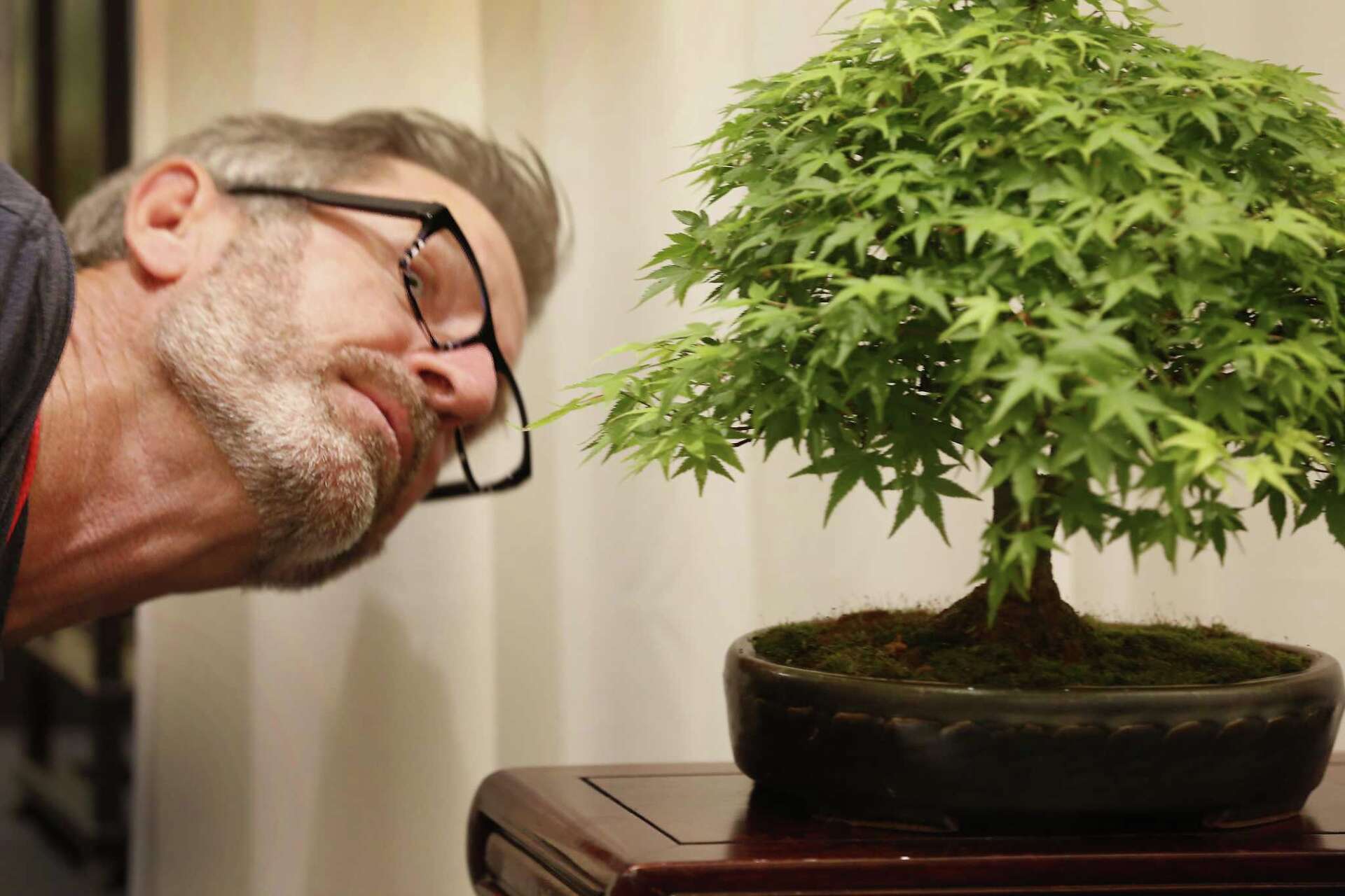 Bonsai on the Bayou lets visitors appreciate 'living art'