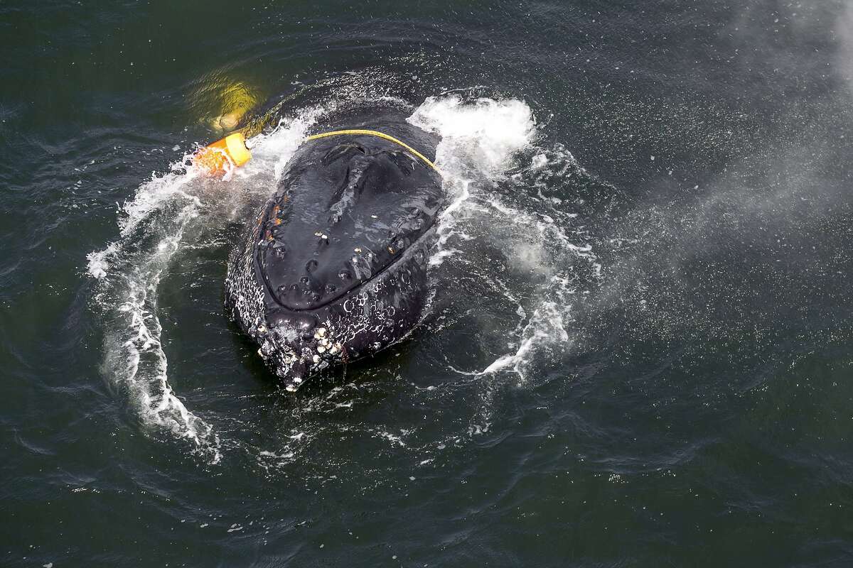 FILE - This undated file photo provided by the National Oceanic and Atmospheric Administration shows a humpback whale entangled in fishing line, ropes, buoys and anchors in the Pacific Ocean off Crescent City, Calif. California crab fisheries will close for the season in April 2019 when whales are feeding off the state's coast as part of an effort to keep Dungeness crab fishery gear from killing protected whales, officials announced Tuesday, March 26, 2019. The April 15 closure, three months before the crab fishing season normally ends, is part of a settlement reached by the Center for Biological Diversity and the California Department of Fish and Wildlife. (Bryant Anderson/NOAA via AP, File)