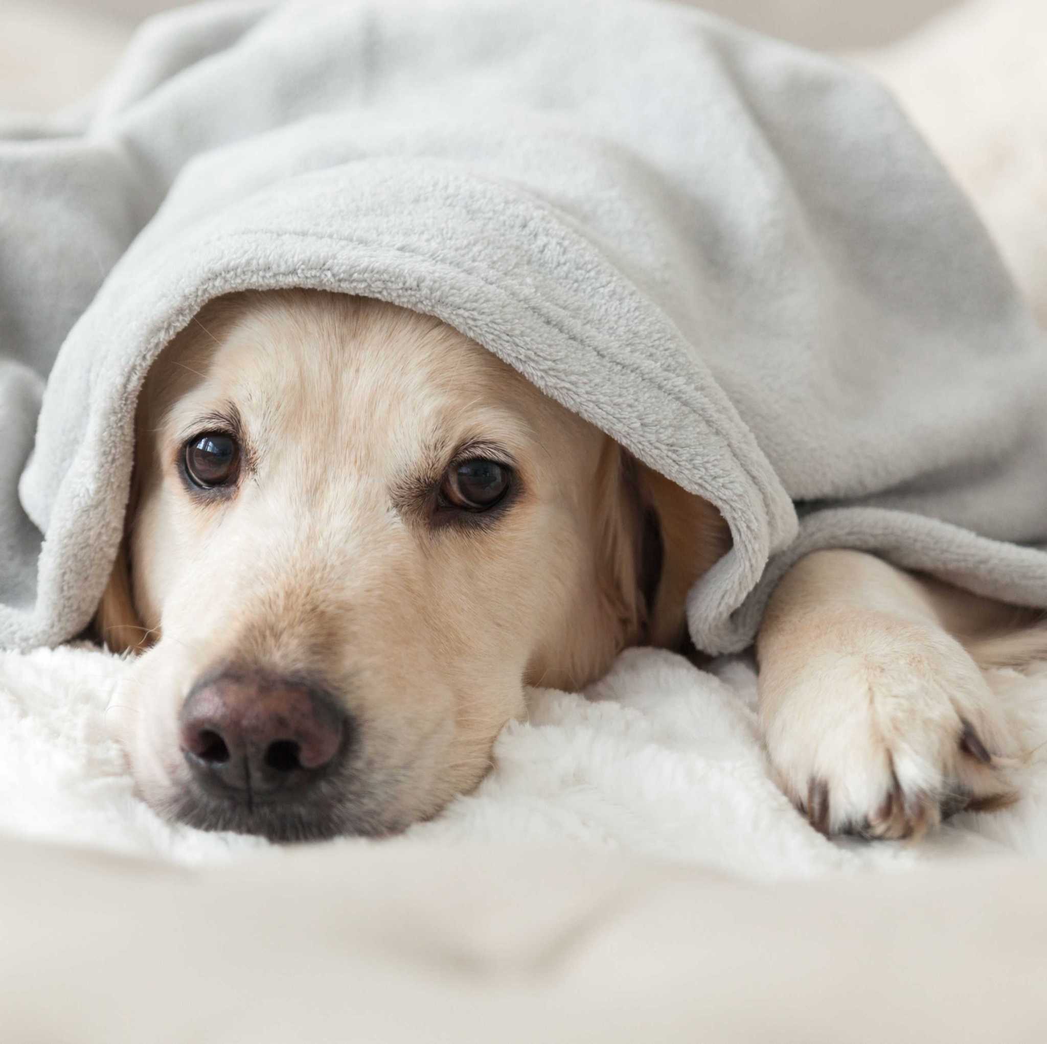 Allulose Sweetener Danger For Your Dog - 9ekely5