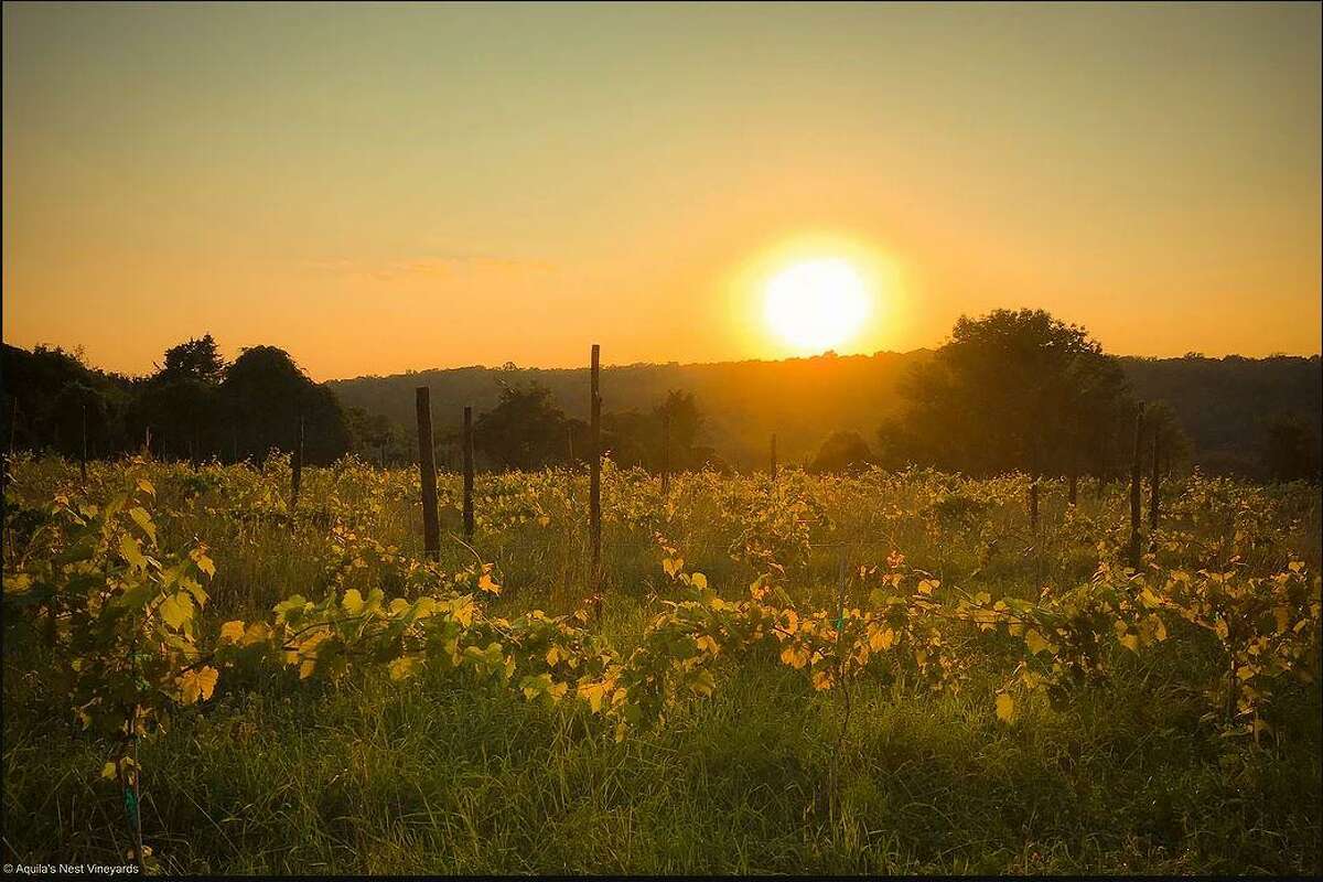 An image from Aquila's Nest Vineyards