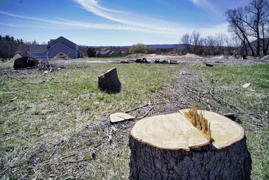 No Town Arborist Protects Guilderland Trees Times Union