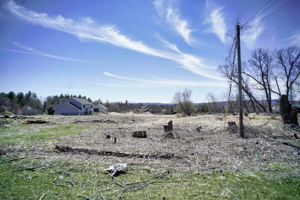 No town arborist protects Guilderland trees