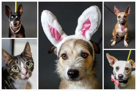 Meet Three Legged Lucky Other Sweet Animals At Houston