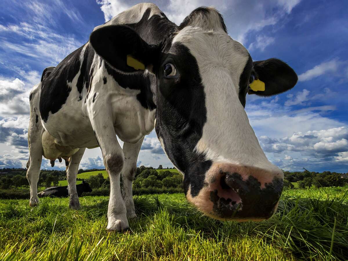 According to a Point Reyes rancher, the Great San Francisco Earthquake of 1906 opened up a fissure on his property that swallowed his dairy cow Matilda. (Cow photo for illustration purposes only.)