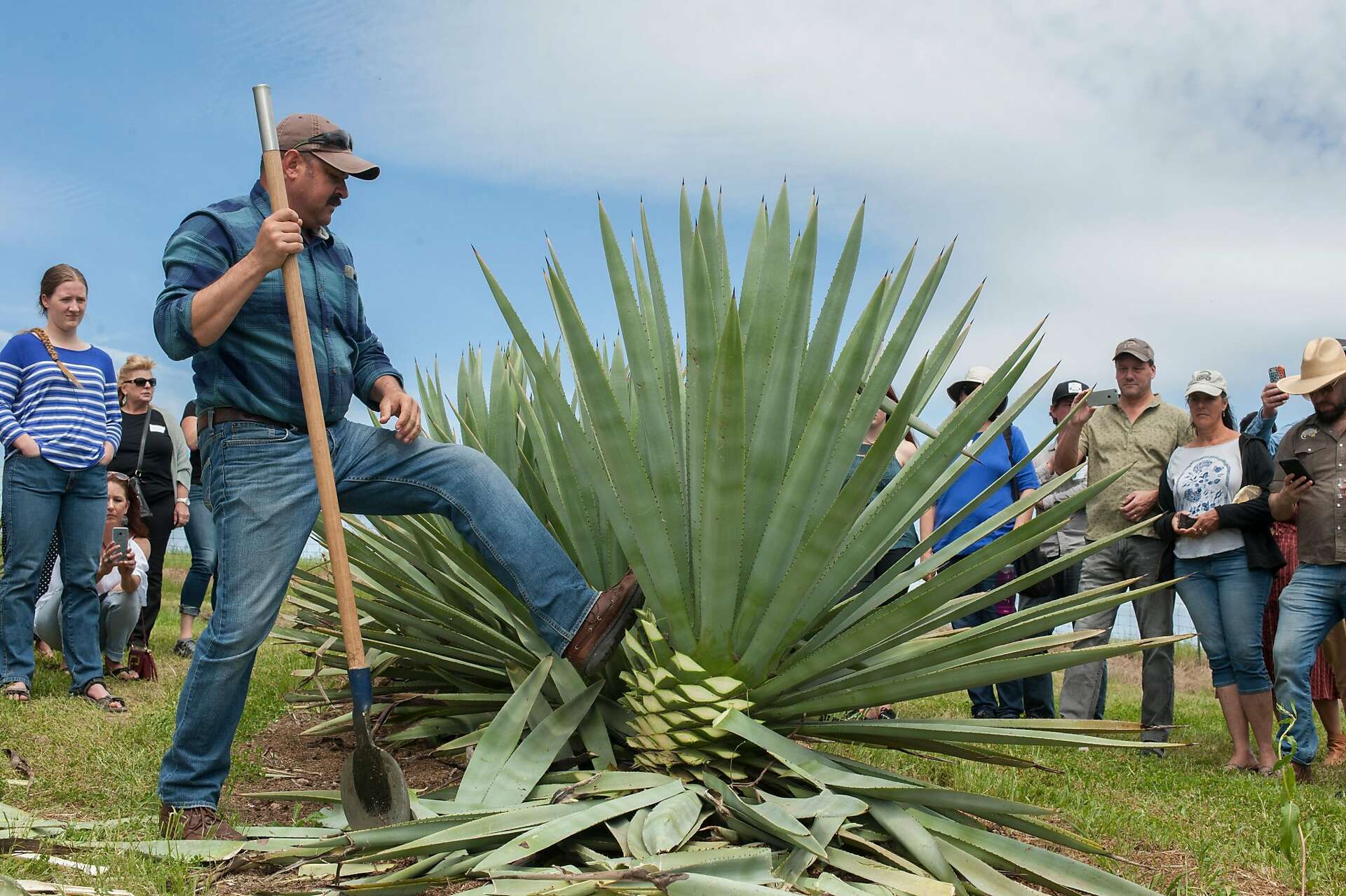 The mezcalifornia movement: Our first commercial agave spirit is on its way