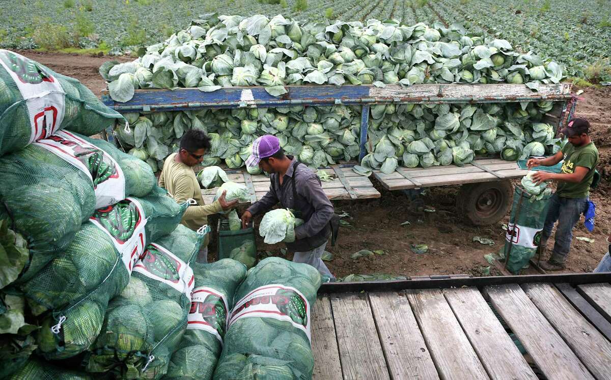 Undocumented migrant workers harvest cabbage in a field near Mission, Texas on Wednesday, March 8, 2017. They said if they go back to Mexico, they won't be allowed back in the U.S.