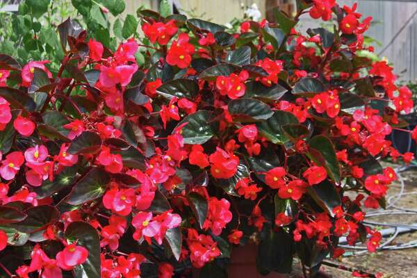 4 Blooming Annuals To Use For Color This Summer In San Antonio Gardens Expressnews Com
