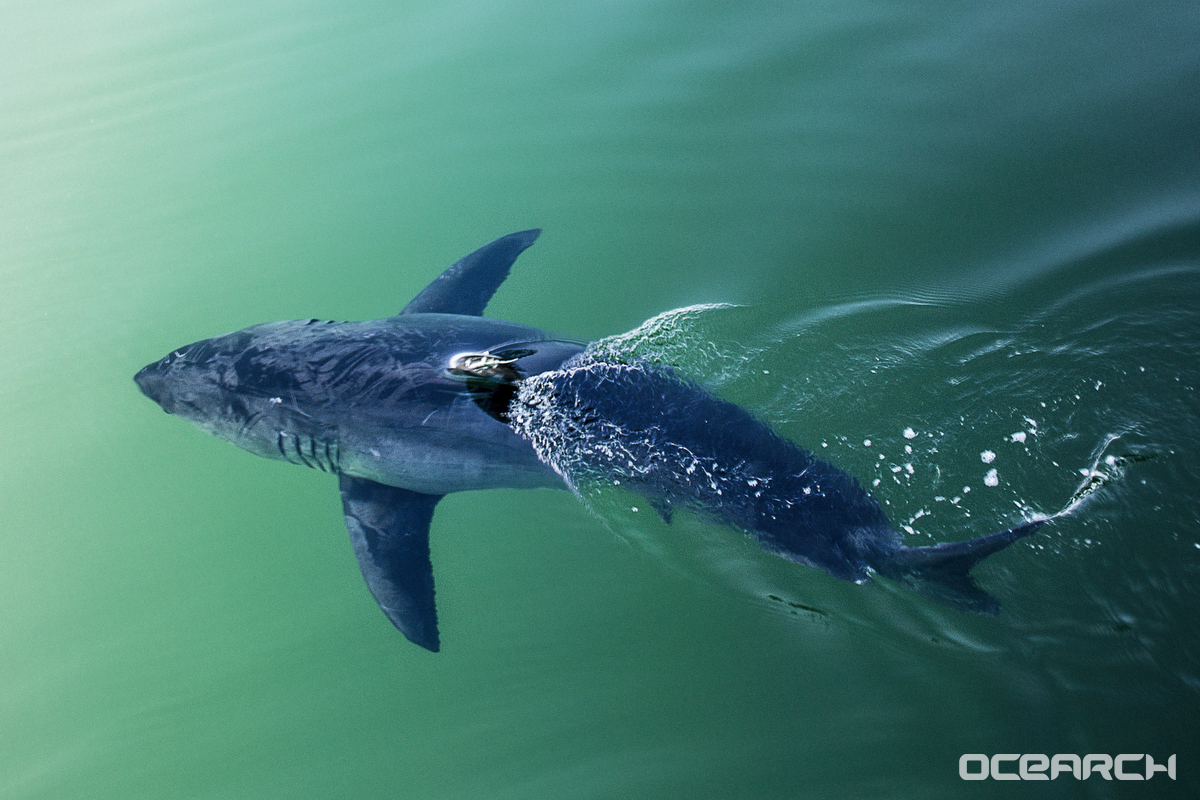 Need Proof Of How Rare Shark Attacks Are Here S Every