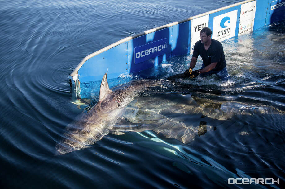 Two Great White Sharks Spotted In The Gulf Near Florida And They