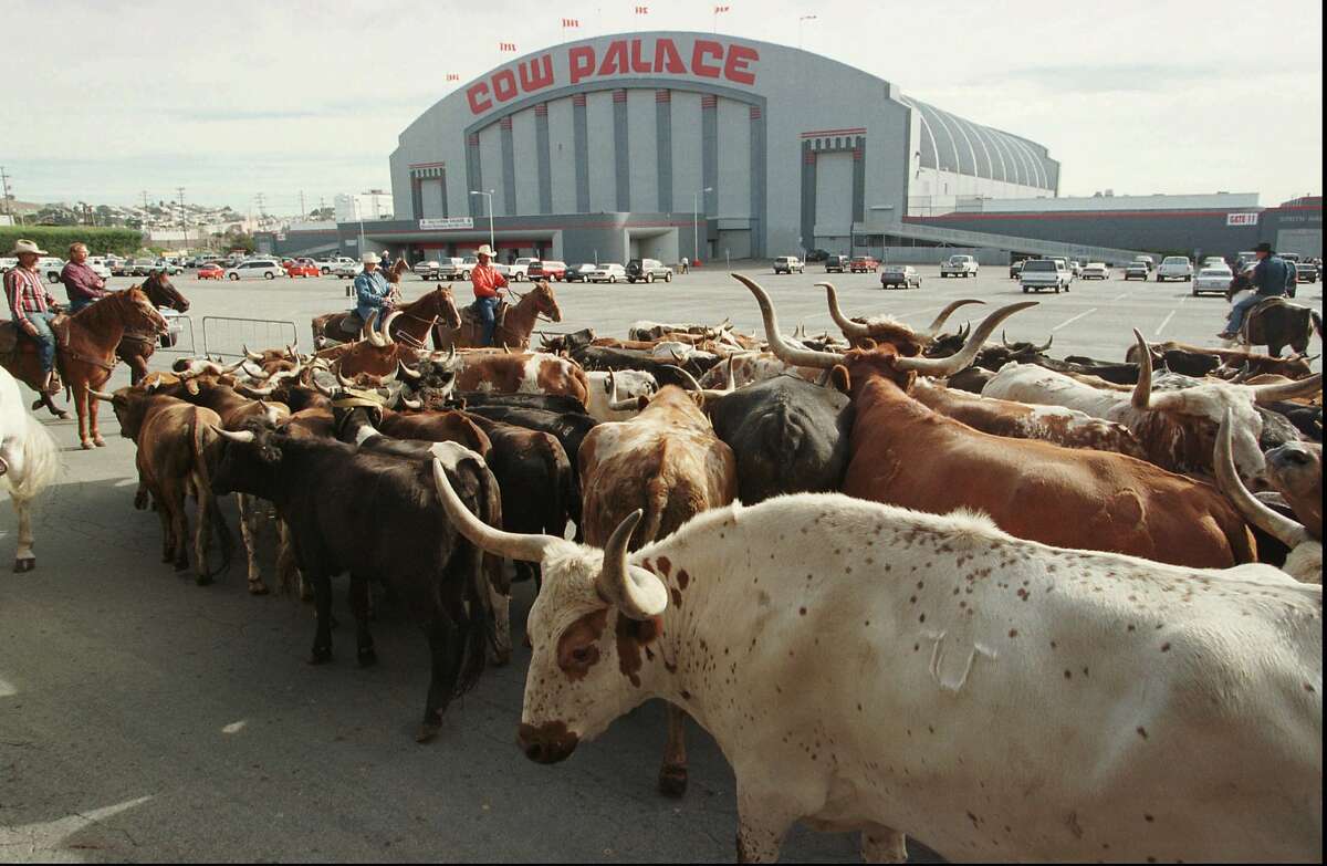 FILE - In this Oct. 4, 1997, file photo, a herd of cattle is led into the parking lot of the Cow Palace during the cattle drive to the Grand National Rodeo in Daly City. The governing board of the Cow Palace voted Tuesday, April 16, 2019, not to hold shows after 2019, when a contract with the exhibitor Crossroads of the West expires. Lori Marshall, chief executive officer of the Cow Palace, says the decision was "mindful, although not necessarily governed by," bans on gun shows in surrounding cities and counties. (AP Photo/Eric Risberg, File)