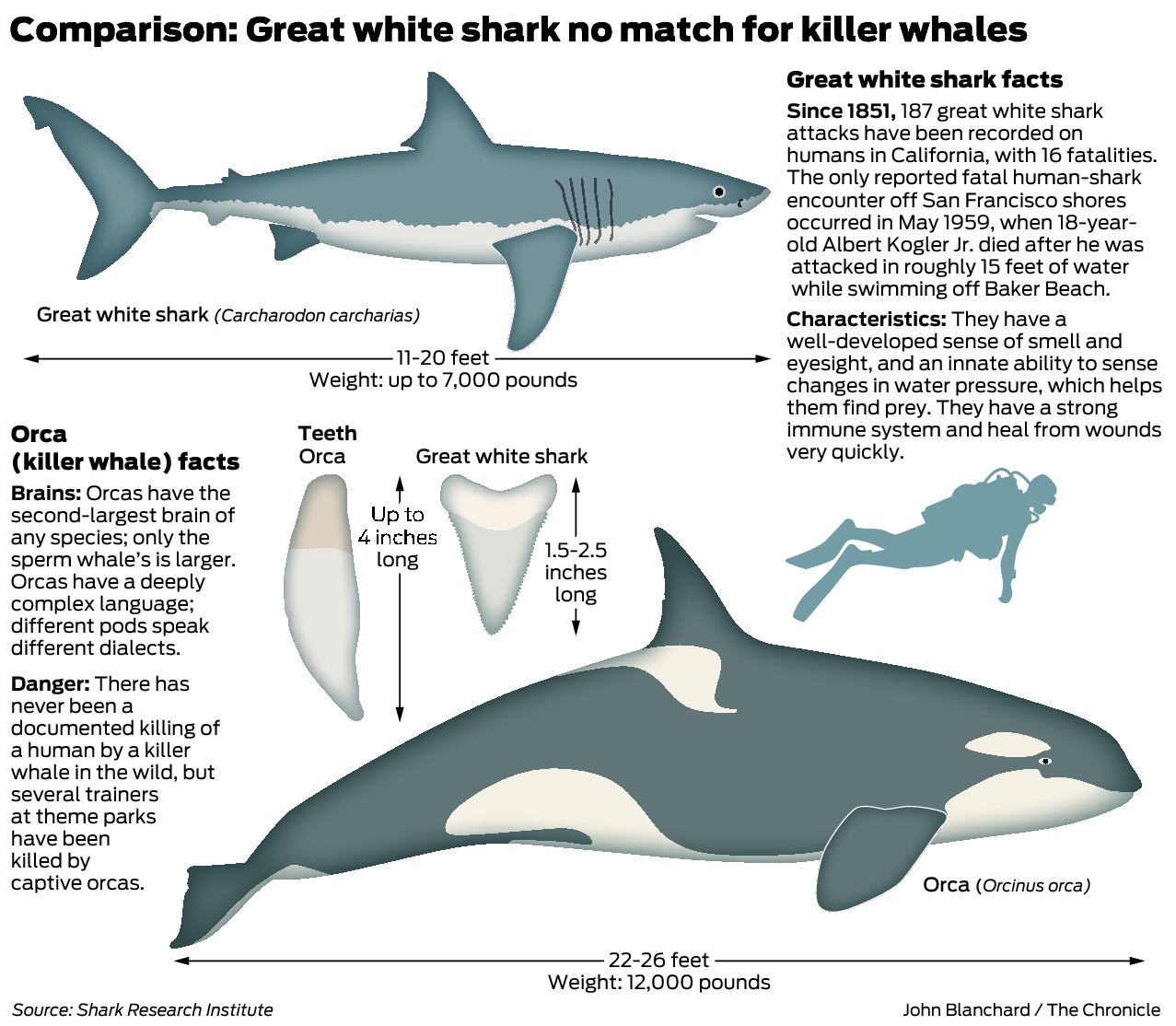 Great whites the most fearsome ocean predators? New findings say no, image size:1277x1114