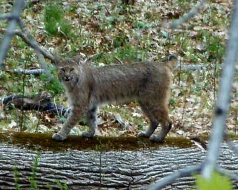 Rabid Bobcat Attacks Golfer Horse In Ct Connecticut Post