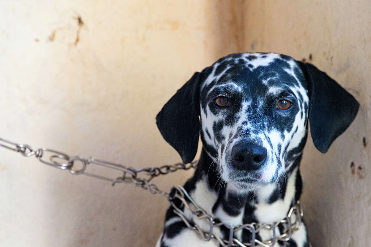 Adequate shelter bills that would prevent leashing dogs with chains pass Senate, head for House