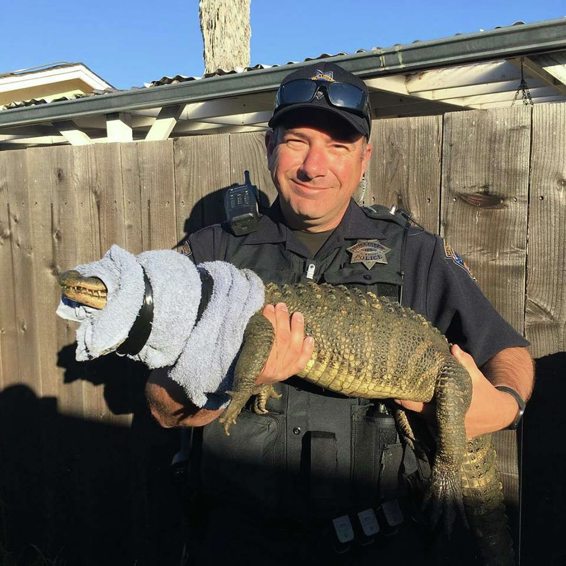 Fish and Wildlife rescue 5-foot alligator, ferret in Hollister