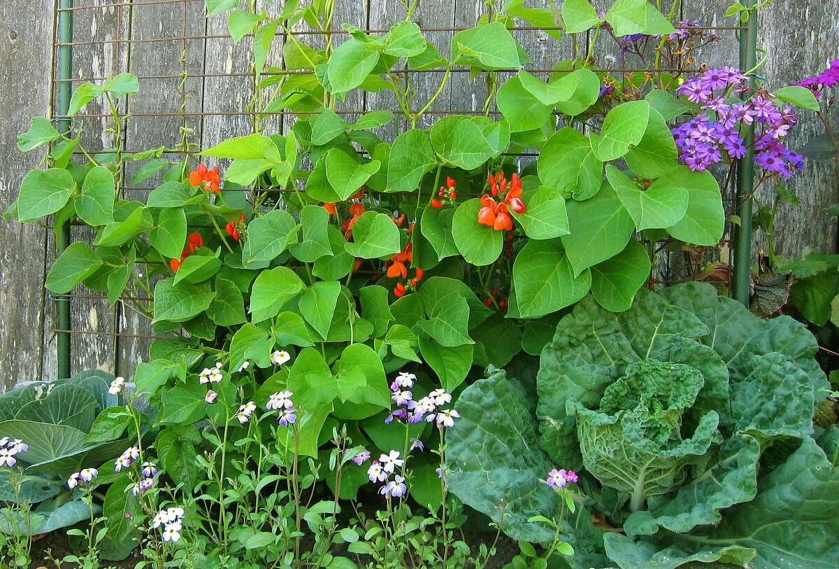 Trellised scarlet runner beans blooming in spring, growing with cabbage and the ornamentals Virginia stock and cineraria.