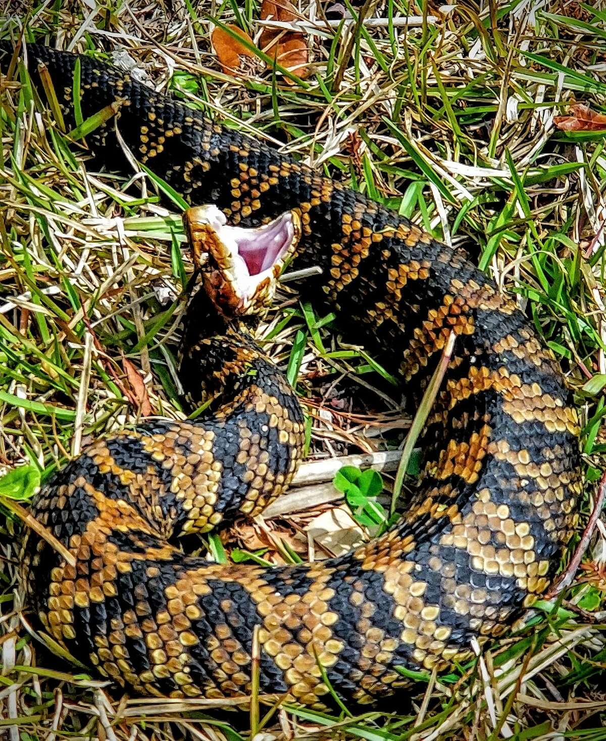 Photographer captures colorful images of venomous cottonmouth snake in