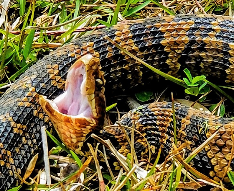 Photographer captures colorful images of venomous cottonmouth snake in