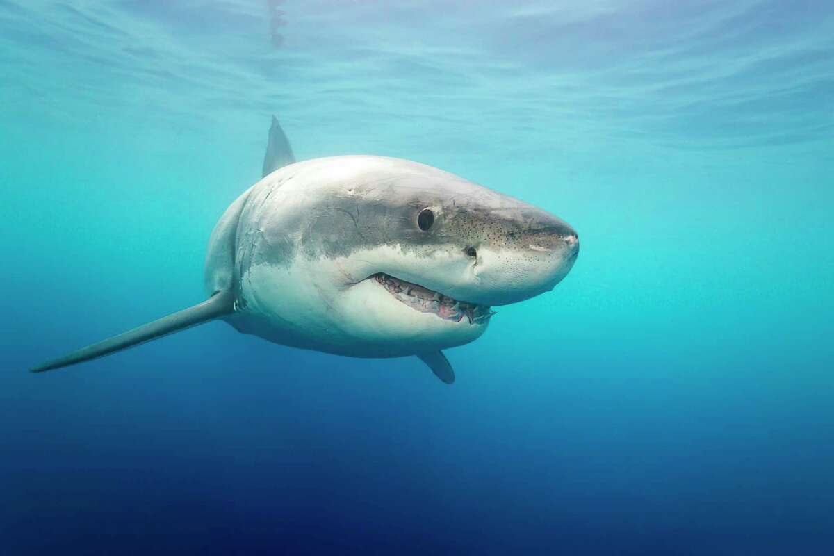Great white sharks have moved north as conditions in the Pafific Ocean have changed.