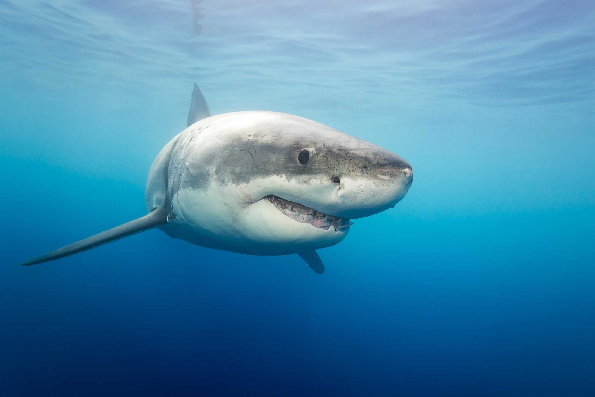 great white shark in the water