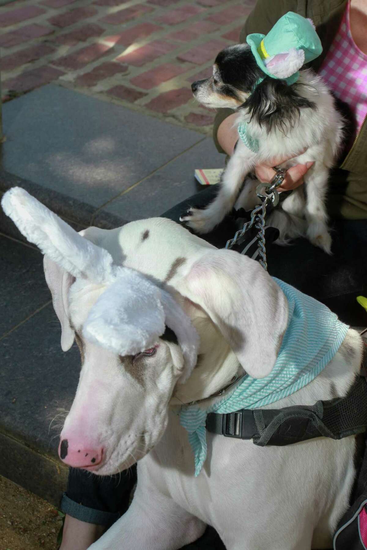 Kristina Morgan's Great Dane, Domino, and Chihuahua, Charlie, at Puppies for Breakfast, which celebrated 8 years as the largest dog festival in Houston.