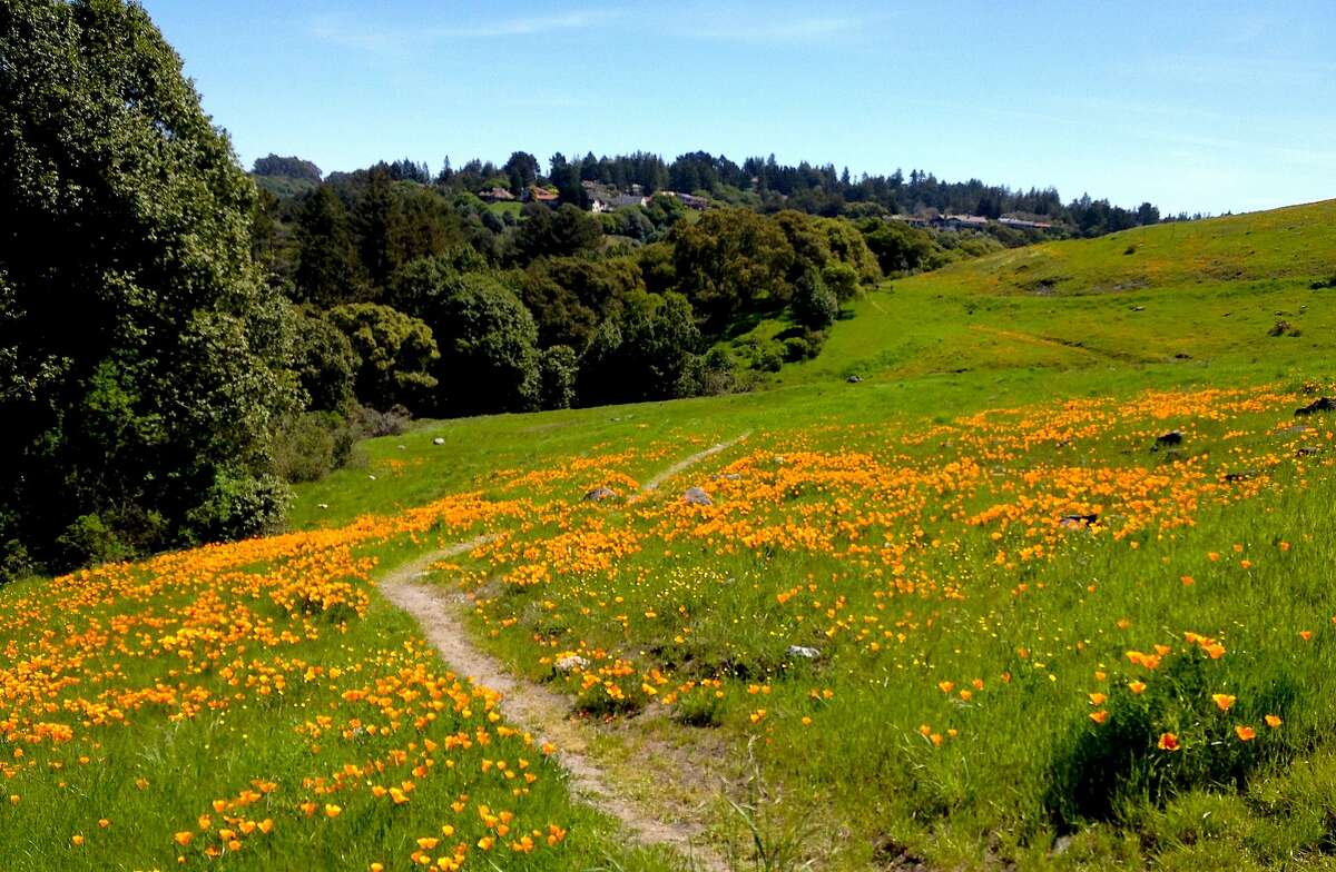 A raft of California poppies bloom on the hillside of�Serpentine Prairie Preserve, part of Redwood Regional Park p.p1 {margin: 5.0px 0.0px 5.0px 0.0px; font: 12.0px 'Times New Roman'}