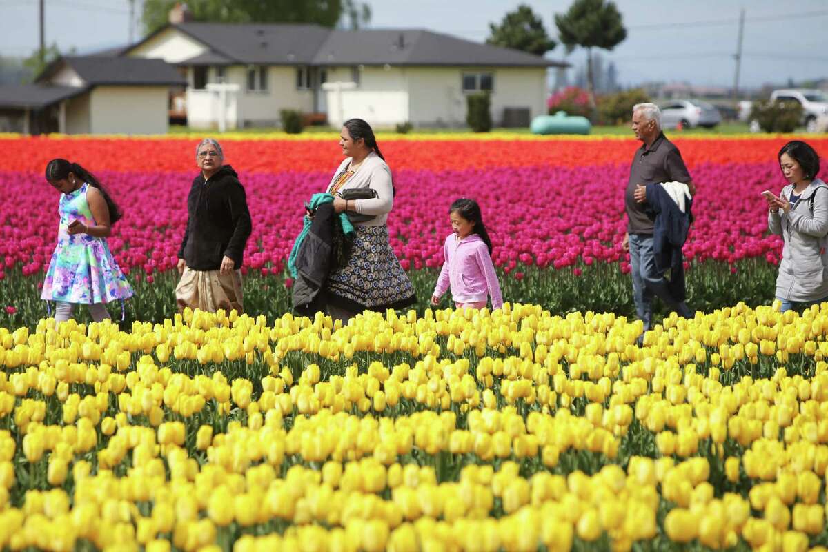 Visitors enjoy the fields in full bloom at the annual Skagit Valley Tulip Festival, Sunday, April, 21, 2019. The festival wraps up at the end of April.