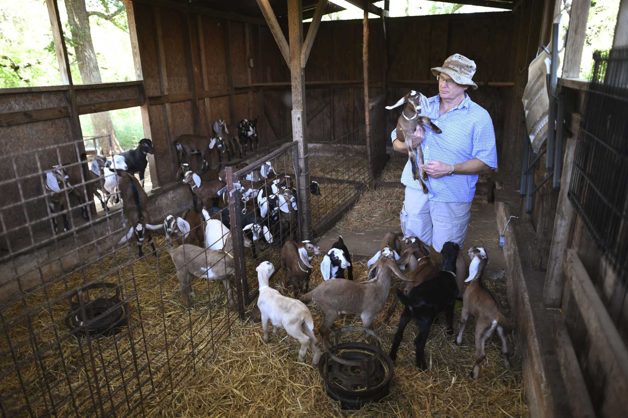 Praise goat cheeses! New Braunfels rancher expanding his goat milk