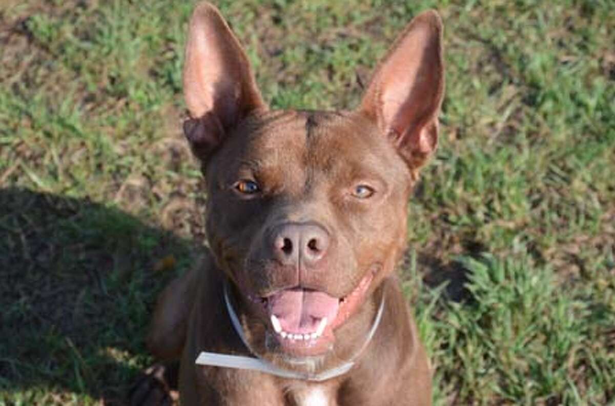 Wayside waifs dogs for adoption top
