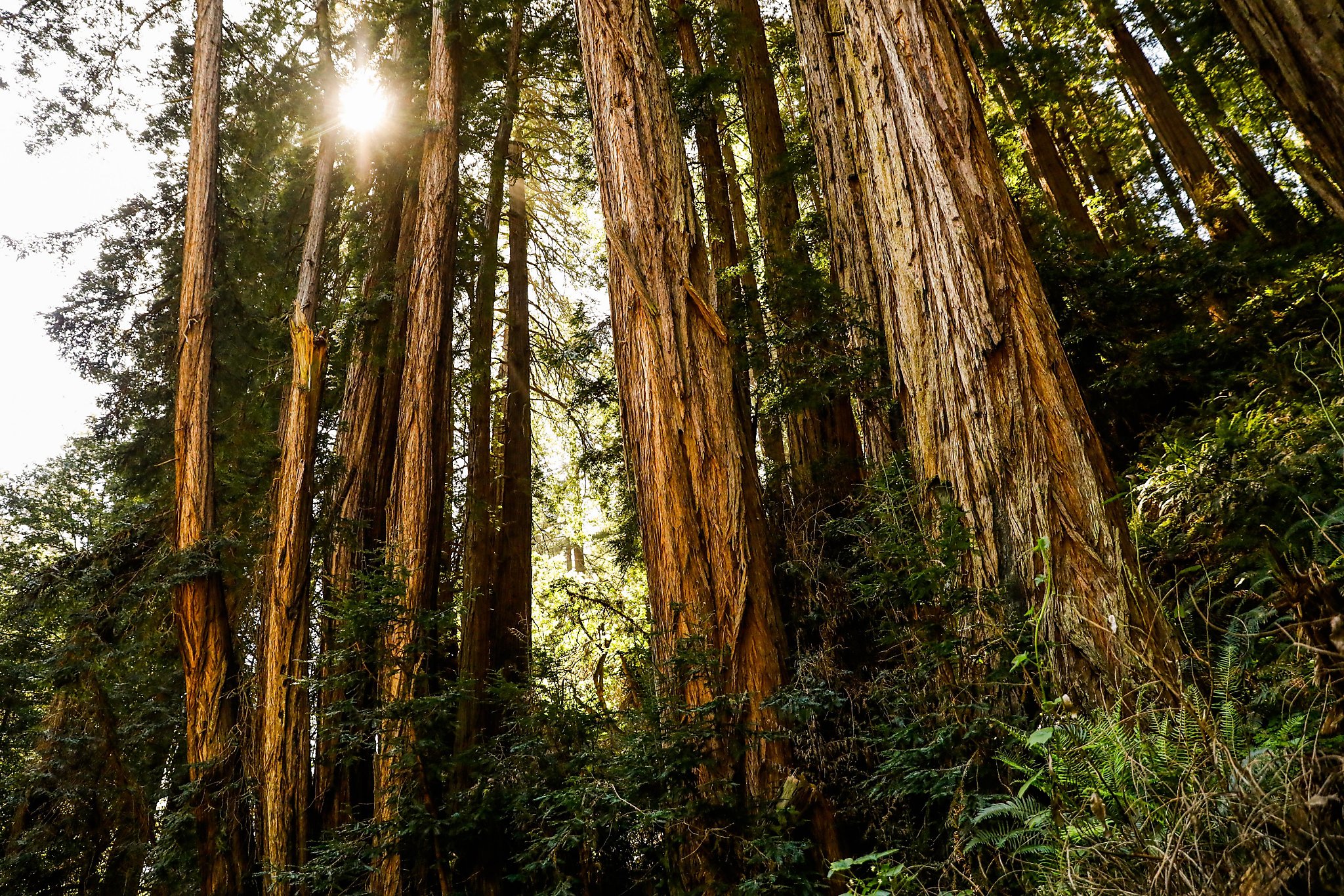 Лес по другому. Coast Redwood. Redwood Trees in California. Секвойя Юрский период. California Coastal Redwood.