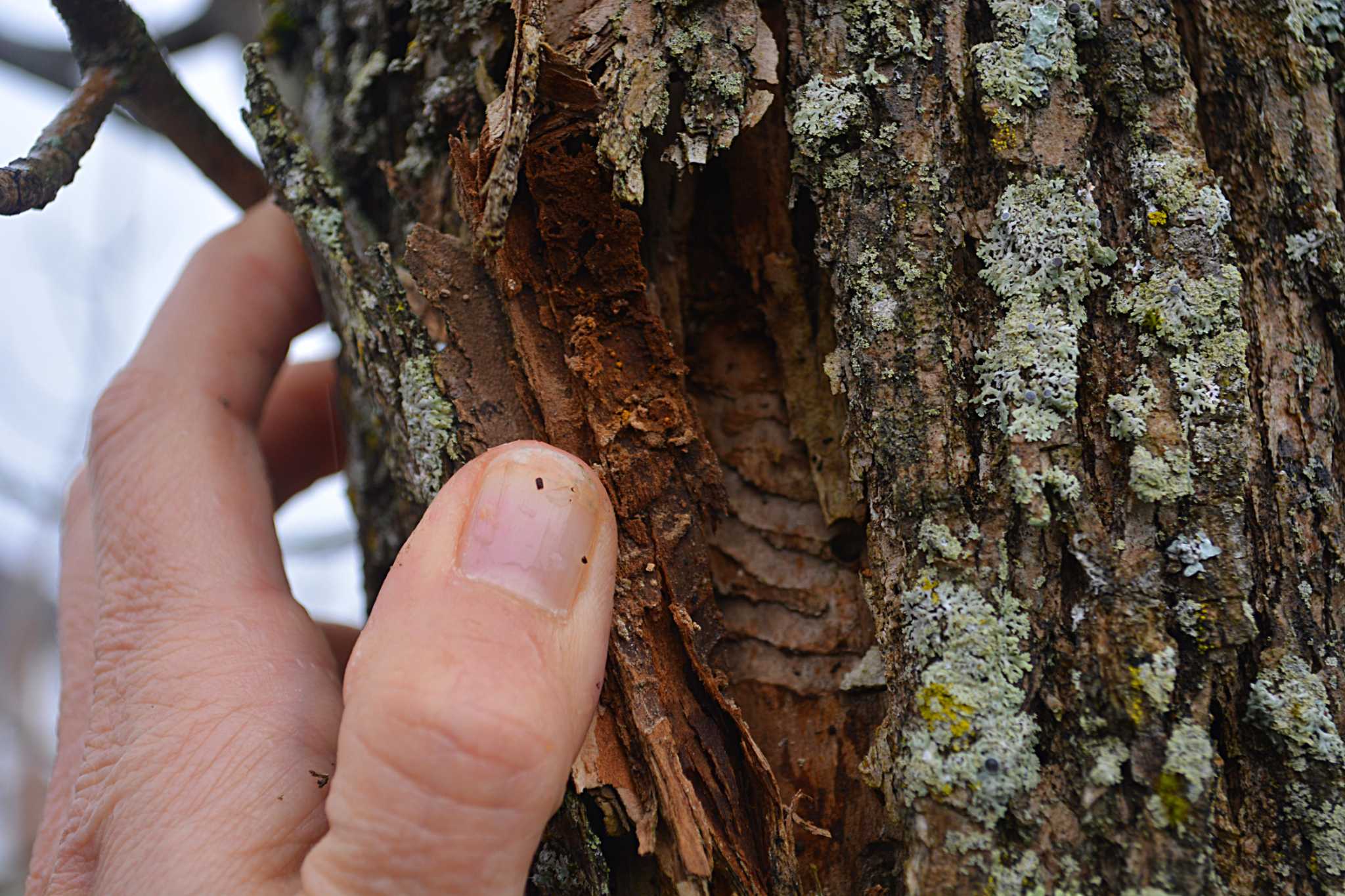 Middletown losing dozens of trees to Emerald Ash Borer infestation
