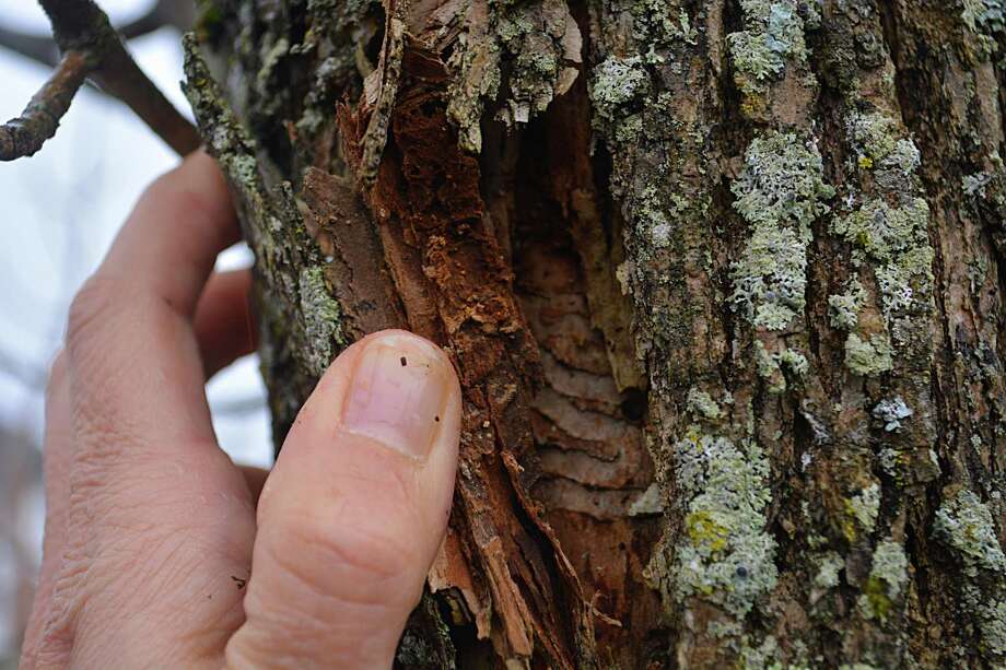 Middletown Losing Dozens Of Trees To Emerald Ash Borer Infestation