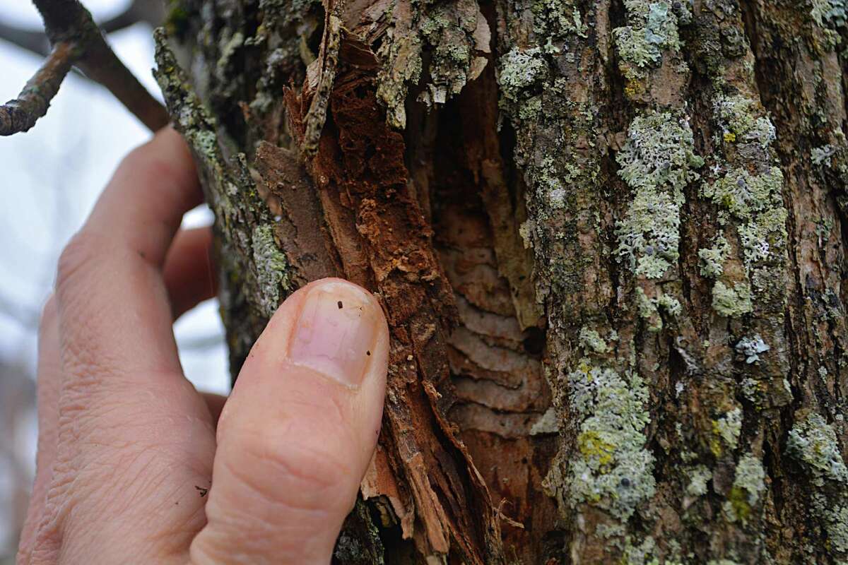 Emerald Ash Borers killed every one of the 40 ash trees on Ribera Drive in Middletown last April. Originally found in Michigan in the 1990s, the first emerald ash borer was confirmed in Connecticut in 2012. The infestation was first sighted in Middlesex County in 2014.