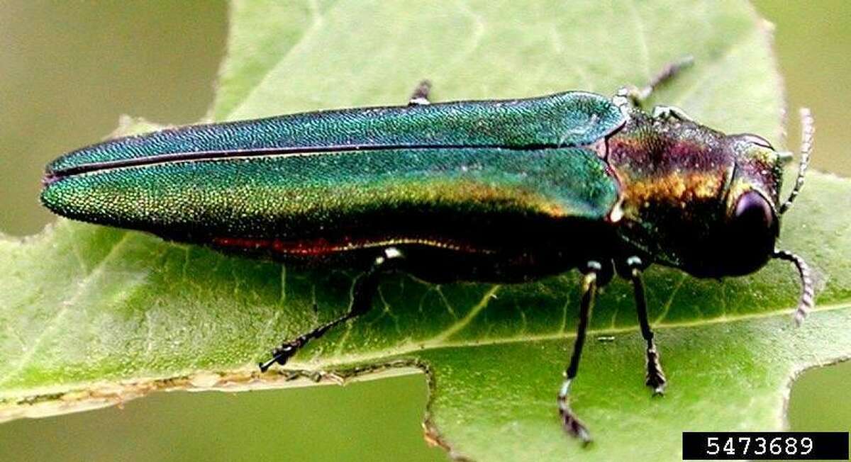 The Emerald Ash Borer has bright, metallic green color and it’s about a half-inch long with a flattened back.