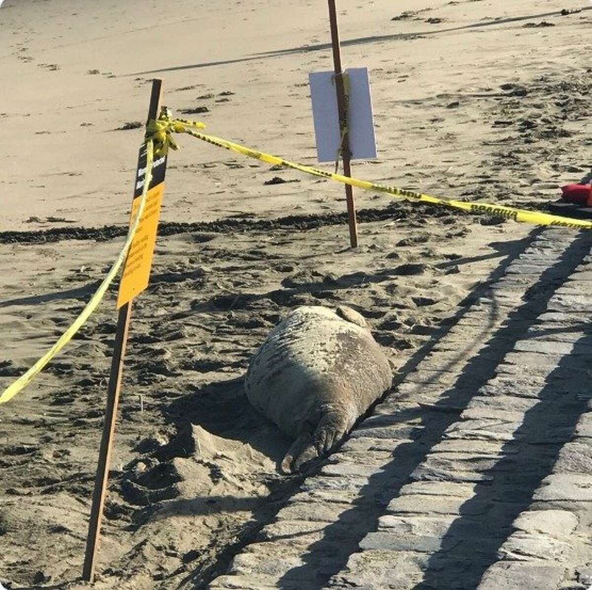 This photo from the Marine Mammal Center shows a young northern elephant seal that temporarily took up residence at San Francisco's Aquatic Park.