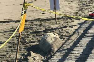 Elephant seal removed from San Francisco’s Aquatic Park due to stress concerns