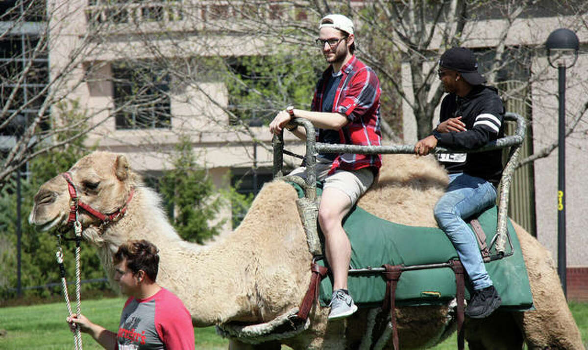 SIUE students took turns riding a dromedary camel around a lazy loop in the Dunham Lawn Monday as Springfest 2019 launched. Students could ride a camel and take advantage of free kettle corn. Besides the camel rides and kettle corn, Springfest events include a chance for students test their “Game of Thrones” trivia mastery during a Wings & Trivia event at 7 p.m. Monday.