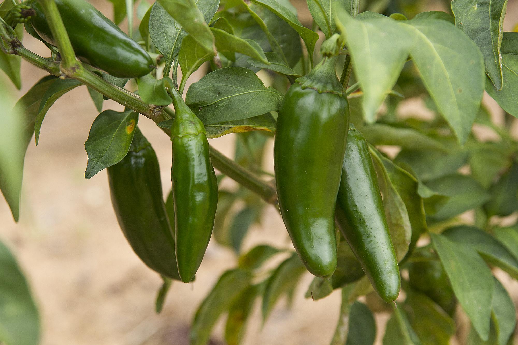 Time to plant peppers, eggplant, okra and last chance for