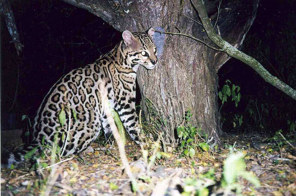 One of estimated 100 endangered ocelots left in the United States is caught on a trip camera at the Laguna Atascosa National Wildlife Refuge in the Rio Gande Valley. Courtesy of U.S. Fish and Wildlife.