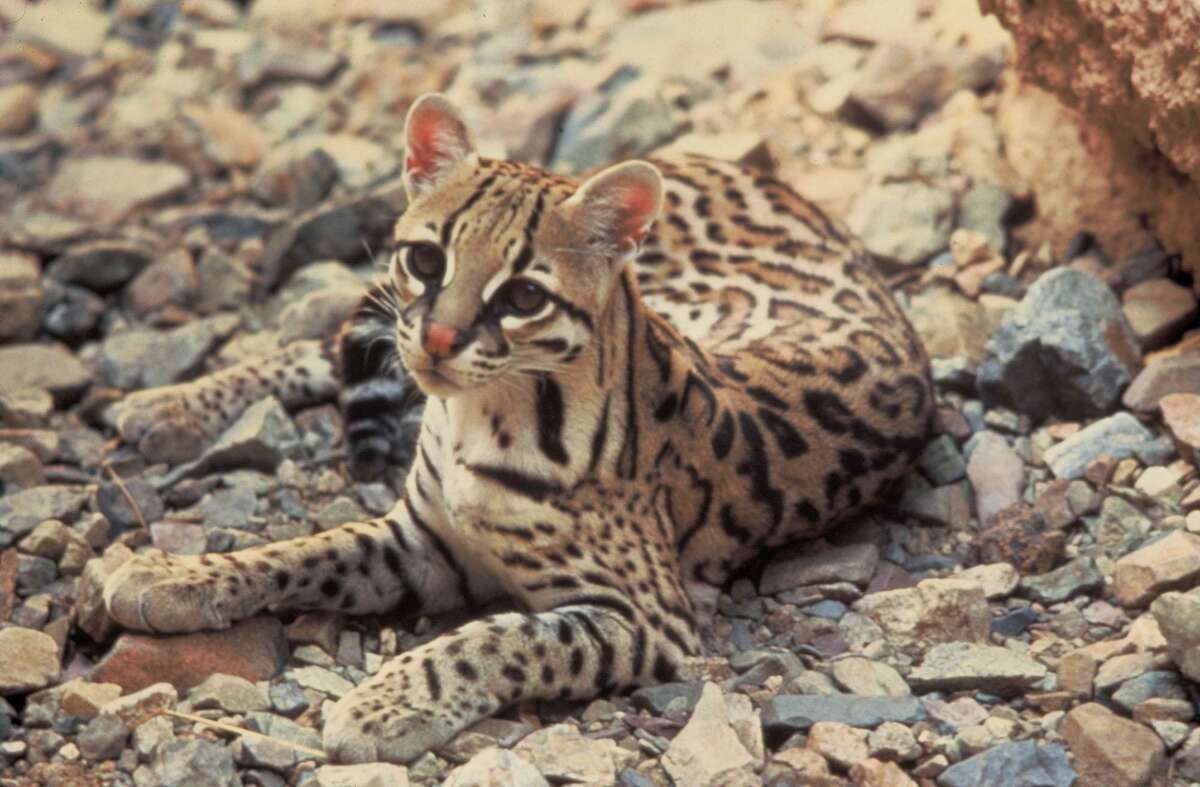 The U.S. Fish & Wildlife Service gave a nod of approval to Annova LNG's proposed export terminal at the Port of Brownsville after the Houston liquefied natural gas company pledged to set aside more than 1,400 acres of land and several other measures to help preserve the endangered ocelot and jaguarundi.