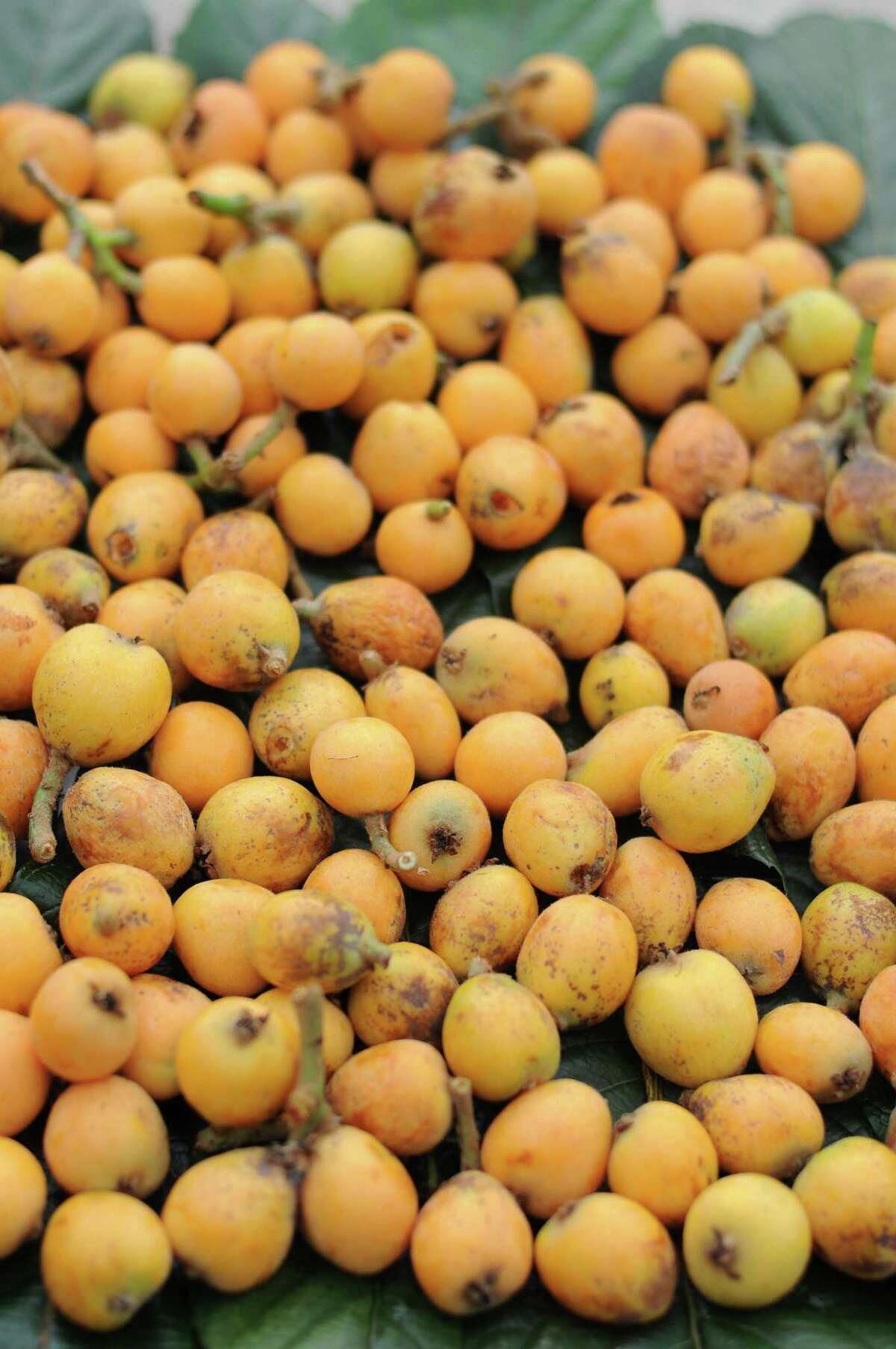 3. Loquat season runs from early April to early May in San Antonio.