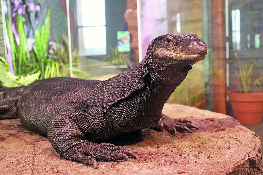 Maritime Aquarium’s rare lizard dies unexpectedly The Middletown Press