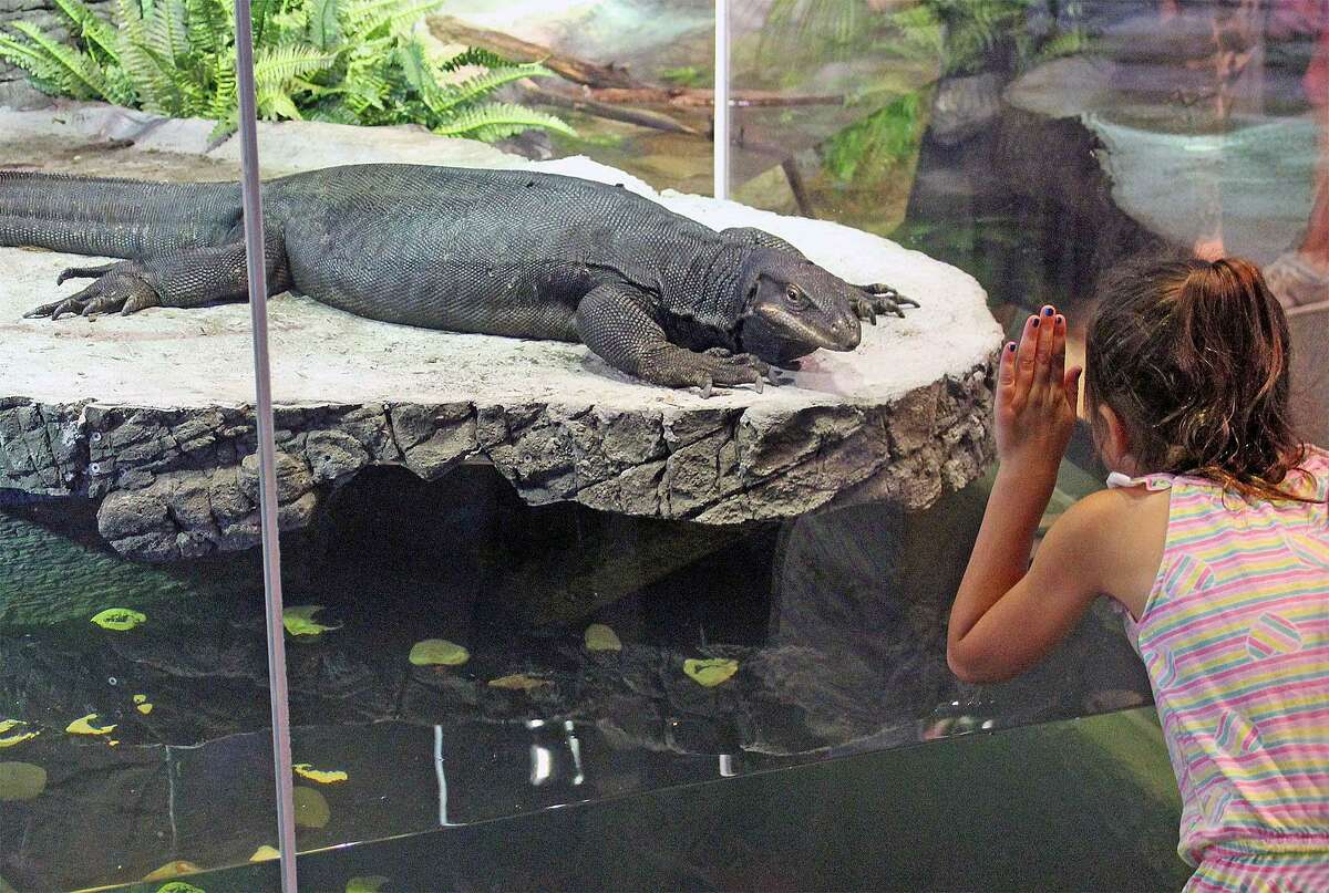 Maritime Aquarium’s rare lizard dies unexpectedly