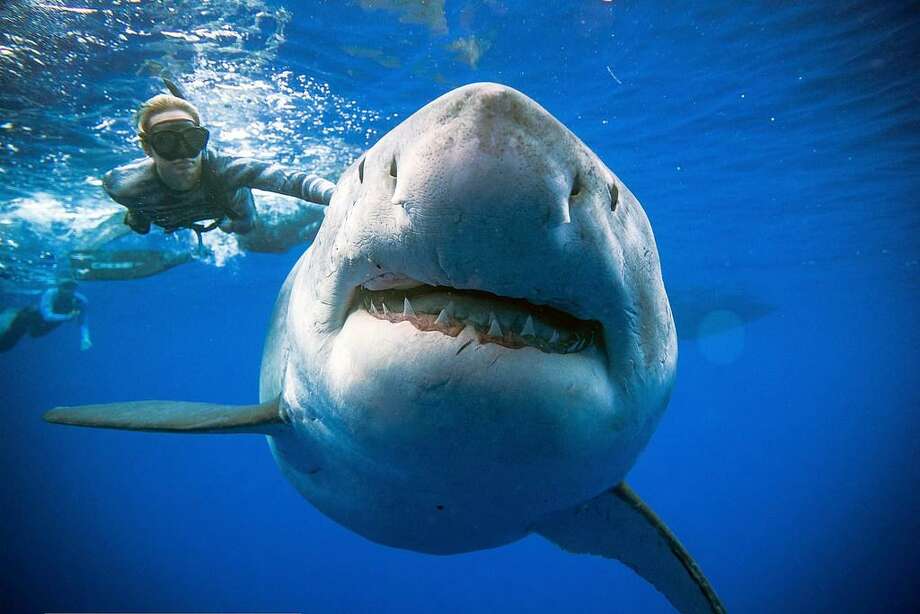 Great White Shark Tracked Off Greenwich Coast Greenwichtime