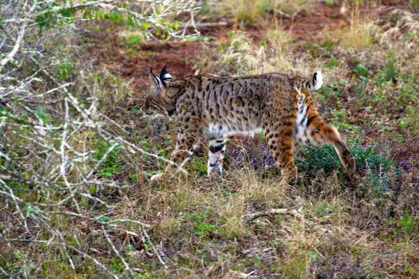 Reveling In Nature Often Real Prize Of A Hunt Houstonchronicle Com
