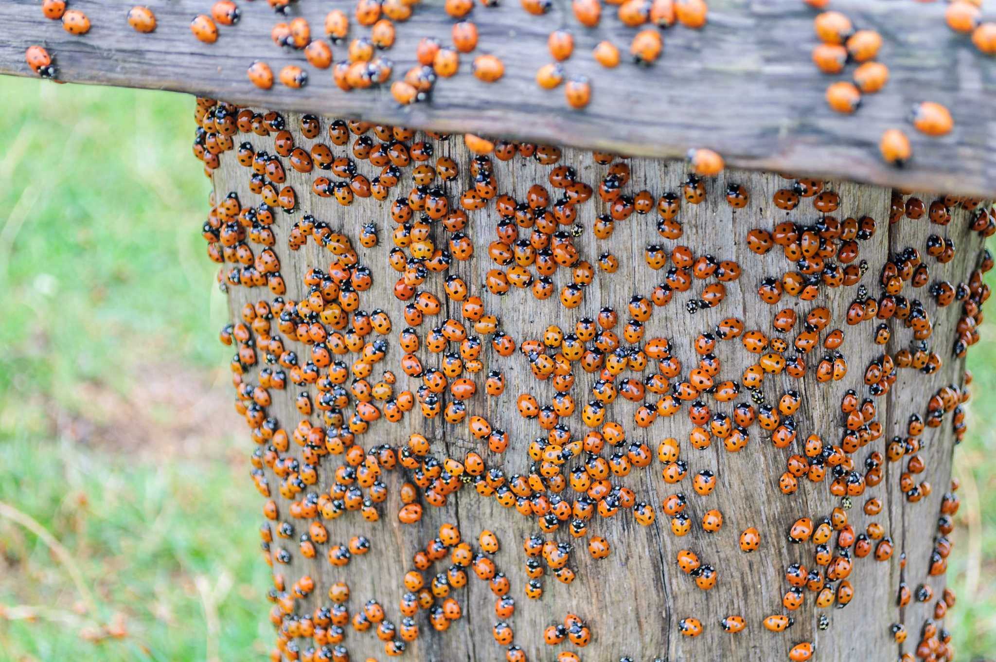 There Are Actually bad Ladybugs And You Need To Watch Out For Them