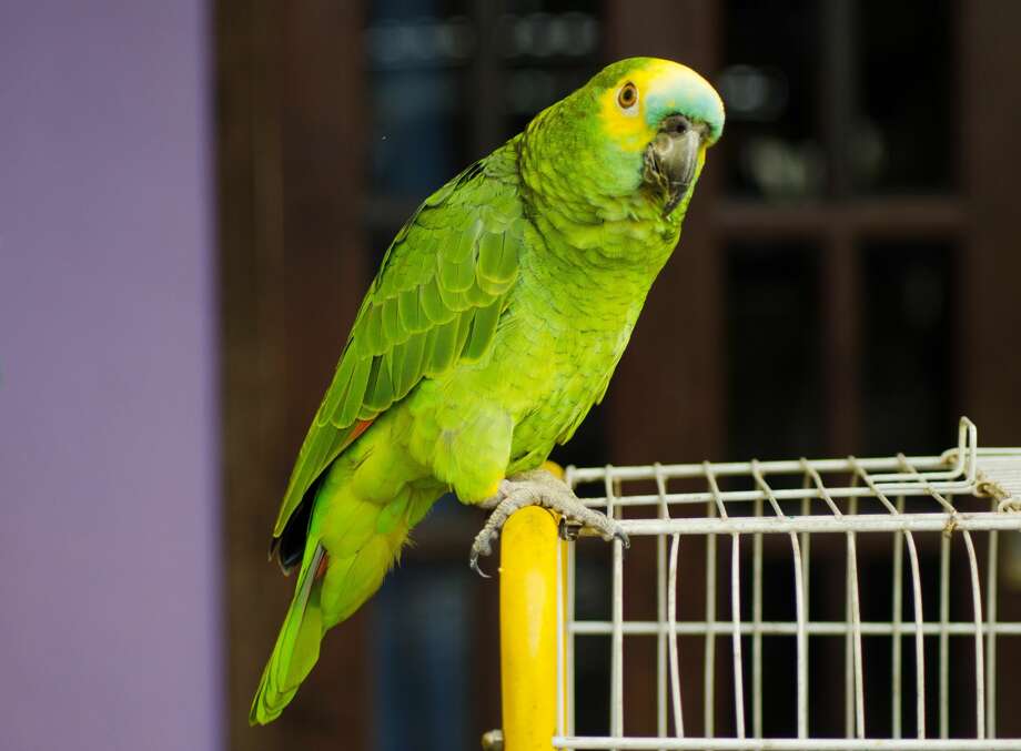 A Parrot Tipped Off Drug Dealers To A Raid Authorities Say