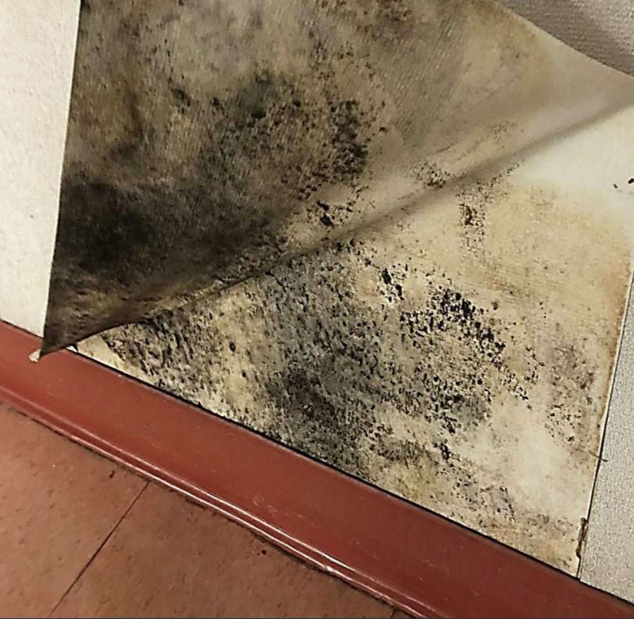 Horrifying Hair Horror: Mold Mites Explained - xhn9omt