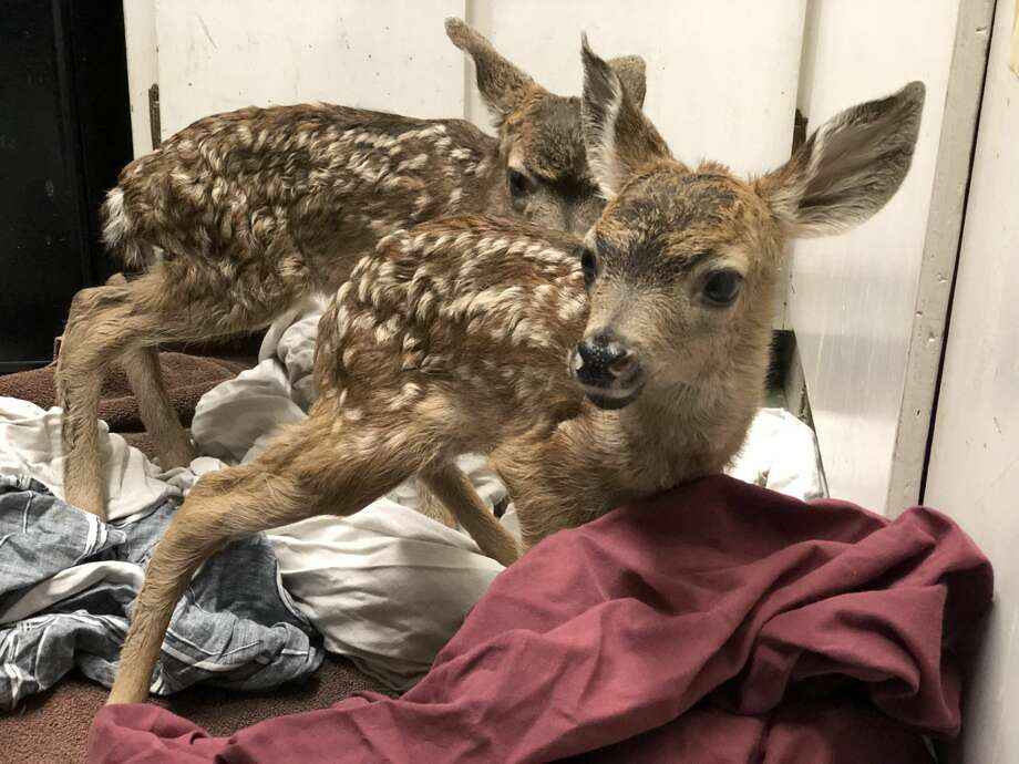 Truck Kills Mother Deer Just After Her Two Fawns Are Born Sfgate